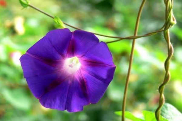 牽?；ǖ幕ㄕZ是什么呢 牽牛花的種植要注意什么呢