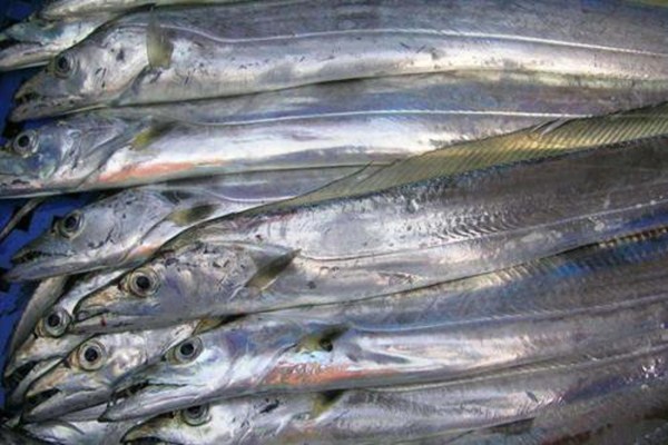 黑眼帶魚(yú)和黃眼帶魚(yú)哪個(gè)好 黑眼帶魚(yú)和黃眼帶魚(yú)有什么區(qū)別