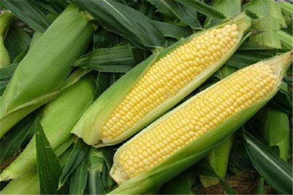 吃玉米的最佳時(shí)間 玉米?？梢灾竺鏃l嗎