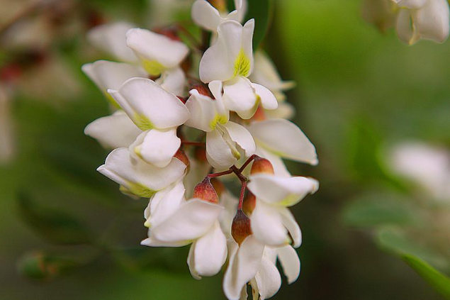 洋槐花幾月份開(kāi)花 洋槐花什么時(shí)候開(kāi)花