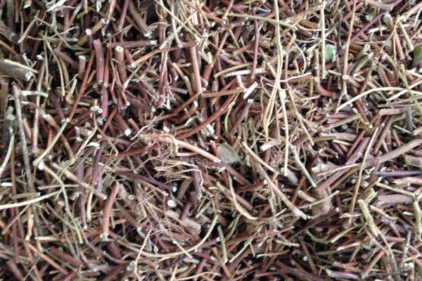 雞骨草對(duì)膽囊炎有效果嗎 雞骨草可以長期泡水喝嗎