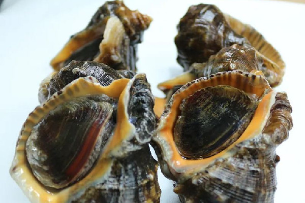 大海螺死了幾個小時(shí)能吃嗎 大海螺死了是什么樣子