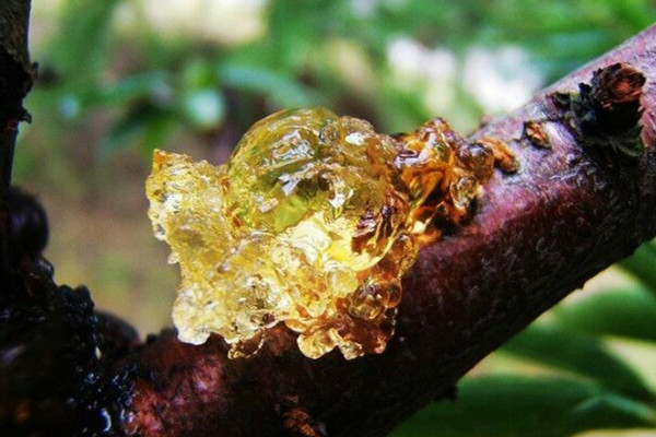 桃膠可以從樹上摘下直接吃嗎 桃膠怎么煮好吃又營(yíng)養(yǎng)