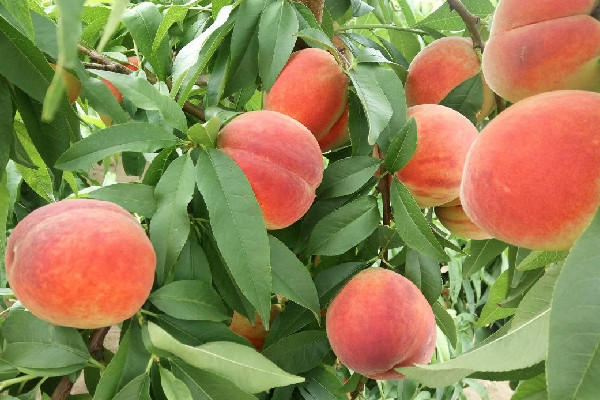 毛桃是什么季節(jié)的 毛桃是哪里的特產(chǎn)